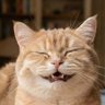 眠り猫_222's profile picture
