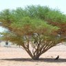 فايل الساعدي 的头像