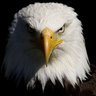 Profilbild von Beşiktaş