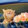 牡牛座 profil fotoğrafı