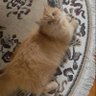 Фото профиля Beka 😼