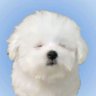 ただのあほかよ 的头像