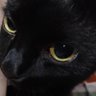 Kalih's profile picture