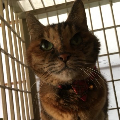 nekomataCatS's profile picture