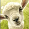 Profilbild von Lamb
