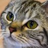 Profilbild von まる猫