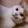 あお's profile picture