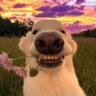 Profilbild von Brian