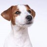 Jack Russell profil fotoğrafı