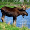 a moose 的头像