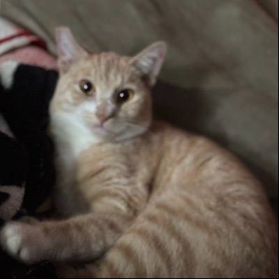 girthymass's profile picture