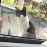 Фото профиля 全世界最喜欢小猫儿的人
