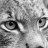 Фото профиля Lynx