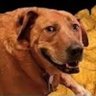 Fat fuckin' dawg profil fotoğrafı