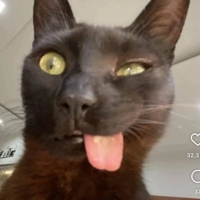 luccabuste's profile picture
