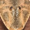 Franz (not 🇫🇷) profil fotoğrafı