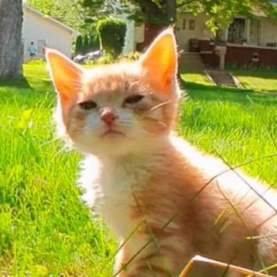 shibster19's profile picture