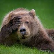 Bear's profile picture