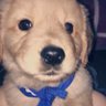 Meteor's profile picture
