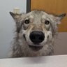 Your Local Eepy Breeder Wolfy 的头像