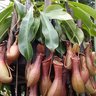 Nepenthes profil fotoğrafı