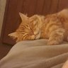 Moshi profil fotoğrafı