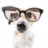 Profilbild von intelligent dog