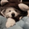 Фото профиля puppysquid