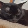 もちずきん profil fotoğrafı