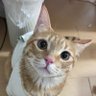 ねこのきもち🐾 profil fotoğrafı