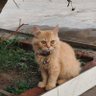Ammar's profile picture