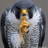 d[-_-]b profil fotoğrafı