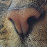 Youl Doublehead profil fotoğrafı