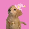 นอพอ.p 🐾 profil fotoğrafı