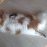 kaiko_jams profil fotoğrafı