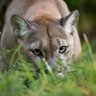 Puma profil fotoğrafı