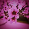 NenaTula 的头像
