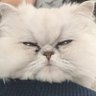 Profilbild von ドリーム･漫画家志望