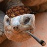 Tolly 🐢💨 🇬🇧🇪🇺🇨🇦🇮🇪's profile picture