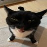 Profilbild von pitoca