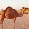 Profilbild von بدوي من جزيره العرب