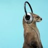 pimppie_yuuto⭐️🦝's profile picture
