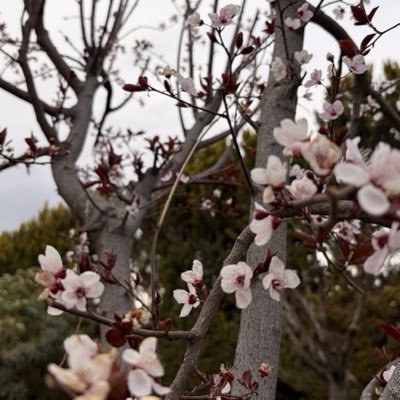 Linashamy's profile picture