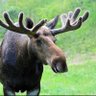 Profilbild von Drabmoose