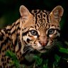 Profilbild von Leopardus pardalis