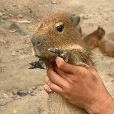 LalitpanS's profile picture