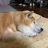 うっちー profil fotoğrafı