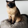 CindyMcN🇨🇦❤️ profil fotoğrafı