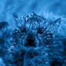 bluediko's profile picture