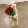 Raniya's profile picture